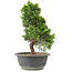 Juniperus chinensis Itoigawa, 30 cm, ± 15 anni