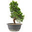 Juniperus chinensis Itoigawa, 30 cm, ± 15 years old