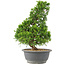 Juniperus chinensis Itoigawa, 32 cm, ± 15 años