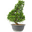 Juniperus chinensis Itoigawa, 32 cm, ± 15 jaar oud
