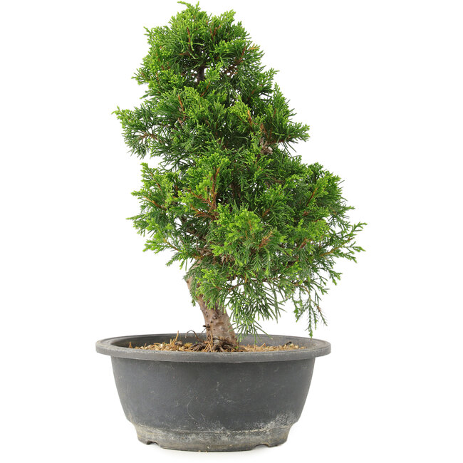 Juniperus chinensis Itoigawa, 30 cm, ± 15 ans