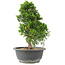 Juniperus chinensis Itoigawa, 30 cm, ± 15 años