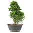 Juniperus chinensis Itoigawa, 30 cm, ± 15 ans