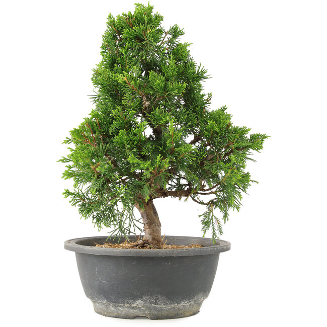 Juniperus chinensis Itoigawa, 30 cm, ± 15 anni