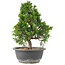 Juniperus chinensis Itoigawa, 30 cm, ± 15 jaar oud