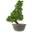 Juniperus chinensis Itoigawa, 32 cm, ± 15 años