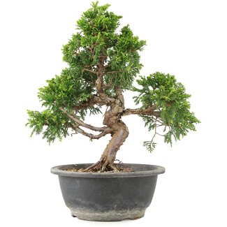 Juniperus chinensis Itoigawa, 29 cm, ± 15 Jahre alt