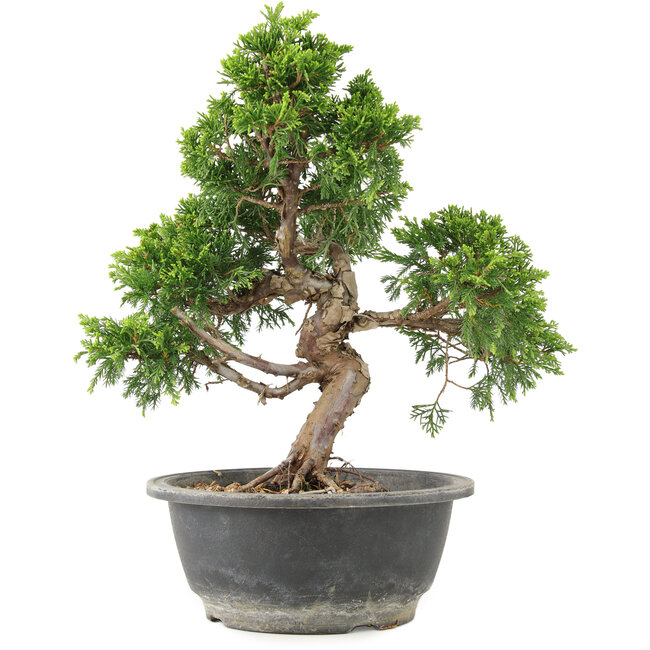 Juniperus chinensis Itoigawa, 29 cm, ± 15 años