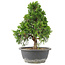 Juniperus chinensis Itoigawa, 30 cm, ± 15 años