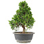 Juniperus chinensis Itoigawa, 30 cm, ± 15 jaar oud