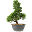 Juniperus chinensis Itoigawa, 32 cm, ± 15 anni