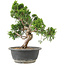 Juniperus chinensis Itoigawa, 29 cm, ± 15 Jahre alt