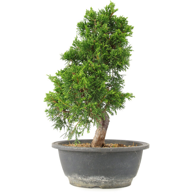 Juniperus chinensis Itoigawa, 30 cm, ± 15 years old