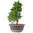 Juniperus chinensis Itoigawa, 30 cm, ± 15 jaar oud