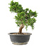 Juniperus chinensis Itoigawa, 29 cm, ± 15 Jahre alt