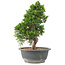 Juniperus chinensis Itoigawa, 30 cm, ± 15 jaar oud