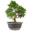 Juniperus chinensis Itoigawa, 29 cm, ± 15 Jahre alt