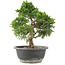 Juniperus chinensis Itoigawa, 29 cm, ± 15 years old