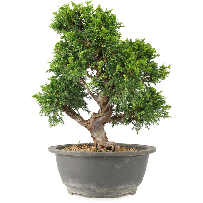 Juniperus chinensis Itoigawa, 27 cm, ± 15 jaar oud