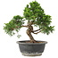 Juniperus chinensis Itoigawa, 29 cm, ± 15 años