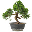 Juniperus chinensis Itoigawa, 29 cm, ± 15 jaar oud