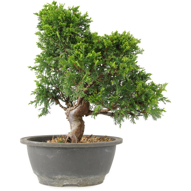 Juniperus chinensis Itoigawa, 27 cm, ± 15 years old
