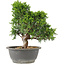 Juniperus chinensis Itoigawa, 27 cm, ± 15 ans