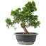 Juniperus chinensis Itoigawa, 29 cm, ± 15 Jahre alt