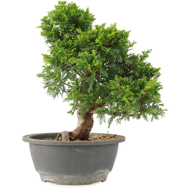 Juniperus chinensis Itoigawa, 27 cm, ± 15 years old