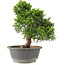 Juniperus chinensis Itoigawa, 27 cm, ± 15 jaar oud