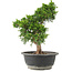 Juniperus chinensis Itoigawa, 29 cm, ± 15 jaar oud