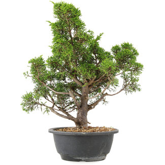 Juniperus chinensis Itoigawa, 35 cm, ± 15 ans