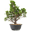 Juniperus chinensis Itoigawa, 35 cm, ± 15 anni