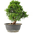 Juniperus chinensis Itoigawa, 27 cm, ± 15 años