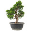 Juniperus chinensis Itoigawa, 29 cm, ± 15 anni