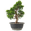 Juniperus chinensis Itoigawa, 29 cm, ± 15 Jahre alt
