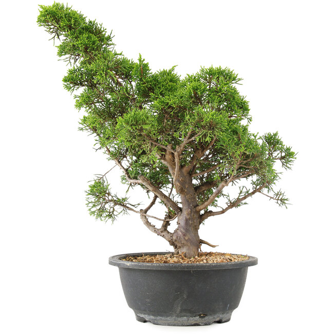 Juniperus chinensis Itoigawa, 35 cm, ± 15 jaar oud