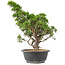 Juniperus chinensis Itoigawa, 35 cm, ± 15 jaar oud