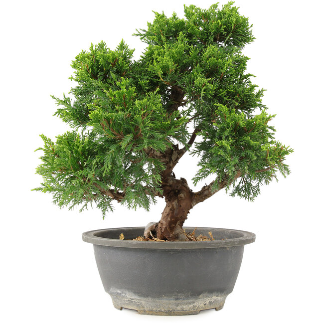 Juniperus chinensis Itoigawa, 27 cm, ± 15 anni