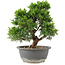 Juniperus chinensis Itoigawa, 27 cm, ± 15 anni