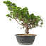 Juniperus chinensis Itoigawa, 35 cm, ± 15 años