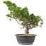 Juniperus chinensis Itoigawa, 35 cm, ± 15 jaar oud