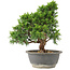 Juniperus chinensis Itoigawa, 27 cm, ± 15 anni