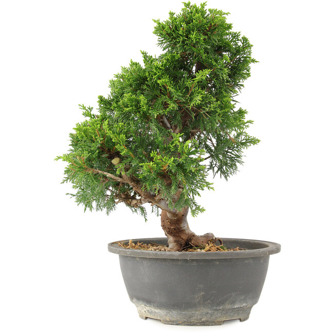 Juniperus chinensis Itoigawa, 27 cm, ± 15 years old