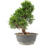 Juniperus chinensis Itoigawa, 27 cm, ± 15 anni