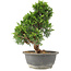 Juniperus chinensis Itoigawa, 27 cm, ± 15 años