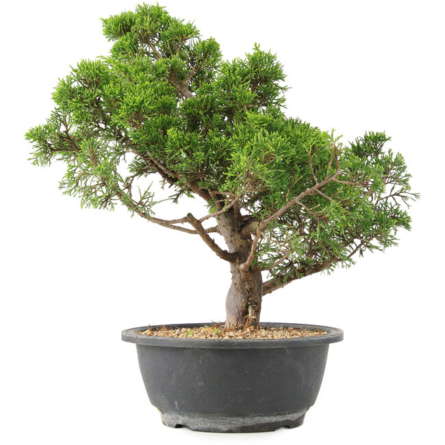 Juniperus chinensis Itoigawa, 35 cm, ± 15 years old