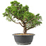 Juniperus chinensis Itoigawa, 35 cm, ± 15 ans