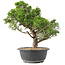 Juniperus chinensis Itoigawa, 35 cm, ± 15 jaar oud