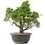 Juniperus chinensis Itoigawa, 35 cm, ± 15 anni